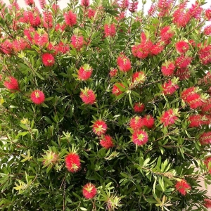 Kuflik cytrynowy Capiyan Cook ⌇ Callistemon Leavis