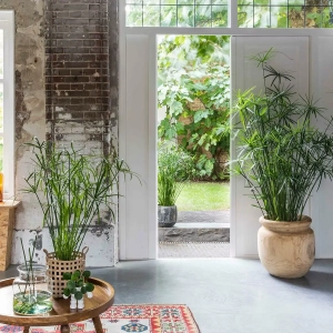 Papirus Koperkowy ⌇ Cyperus haspan