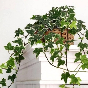 Bluszcz White Wonder ⌇ Hedera wonder