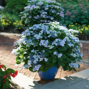 Hortensja ogrodowa Blue Sprinkles ⌇ Hydrangea macrophylla 
