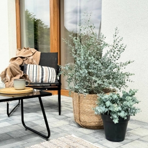 Eukaliptus niebieski ⌇ Eucalyptus gunnii C7