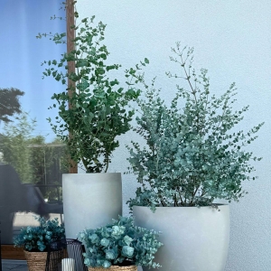Eukaliptus niebieski ⌇ Eucalyptus gunnii C5