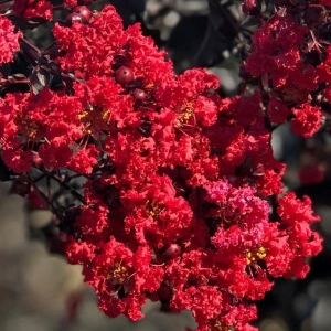 Lagerstroemia Black Solitaire Red Hot ⌇ Lagerstroemia indica C4