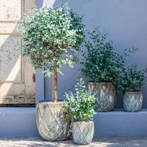 Eukaliptus niebieski na pniu ⌇ Eucalyptus gunnii C5