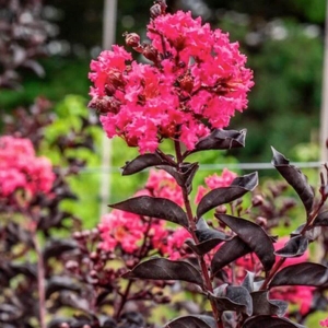 Lagerstroemia Midnight Magic®  ⌇ Lagerstroemia indica