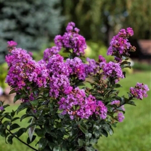 Lagerstroemia Purple Magic®  ⌇ Lagerstroemia indica 