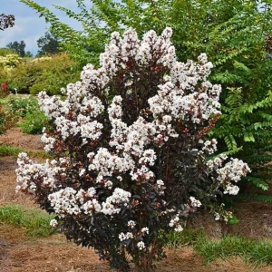 Lagerstroemia Lunar Magic®  ⌇ Lagerstroemia indica