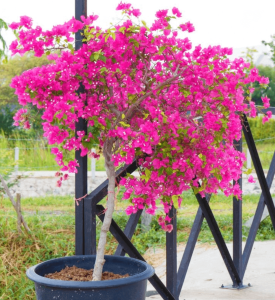 Bugenwilla różowa na pniu ⌇ Bougainvillea glabra Sanderiana