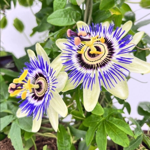 Męczennica Błękitna ⌇ Passiflora caerulea
