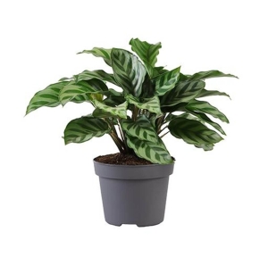 Kalatea Freddy ⌇ Calathea concinna P12