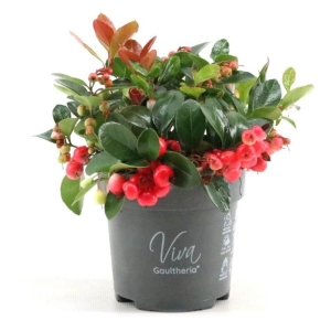 Golteria Big Berry ⌇ Gaultheria P10