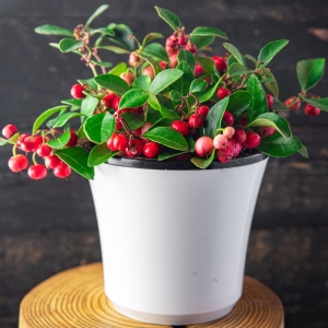 Golteria Big Berry ⌇ Gaultheria P15