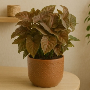 Syngonium Maria ⌇ Syngonium P14