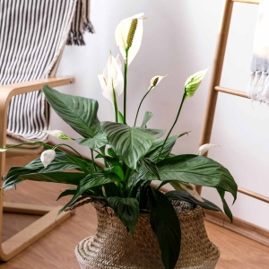 Skrzydłokwiat Silver Cupido ⌇ Spathiphyllum