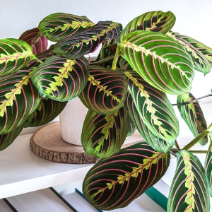 Maranta Fascinator Tricolor ⌇ Maranta leuconeura