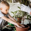 Podłoże do juk, dracen i palm jak przesadzać dracenę?