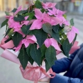Gwiazda Betlejemska różowa na prezent