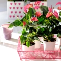 Anturium Karma Pink różowy kwiat do kawiarni