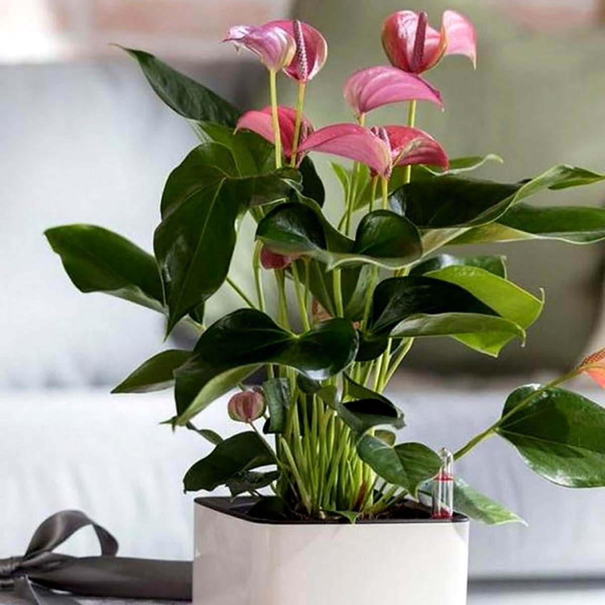 Anturium  Karma Pink sadzonka