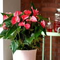 Anthurium Karma Pink kwiat doniczkowy