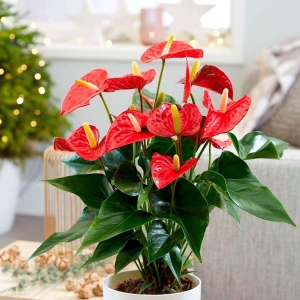 Anturium Sierra  ⌇ Anthurium