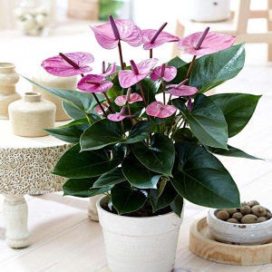 Anturium Karma Purple  ⌇ Anthurium