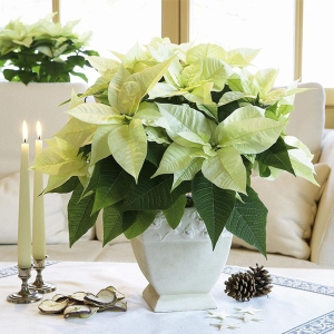 Gwiazda Betlejemska Poinsecja Biała ⌇ Euphorbia pulcherrima