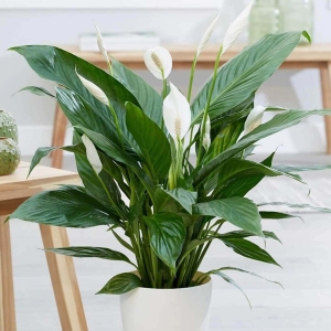 Skrzydłokwiat Pearl Cupido ⌇ Spathiphyllum