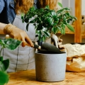 podłoże do Bonsai kiedy przesadzać?