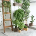 Pa, pa ziemiórki Plant Lover rośliny do jasnych pomieszczeń