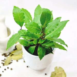 Laur Wawrzyn Szlachetny ⌇ Laurus