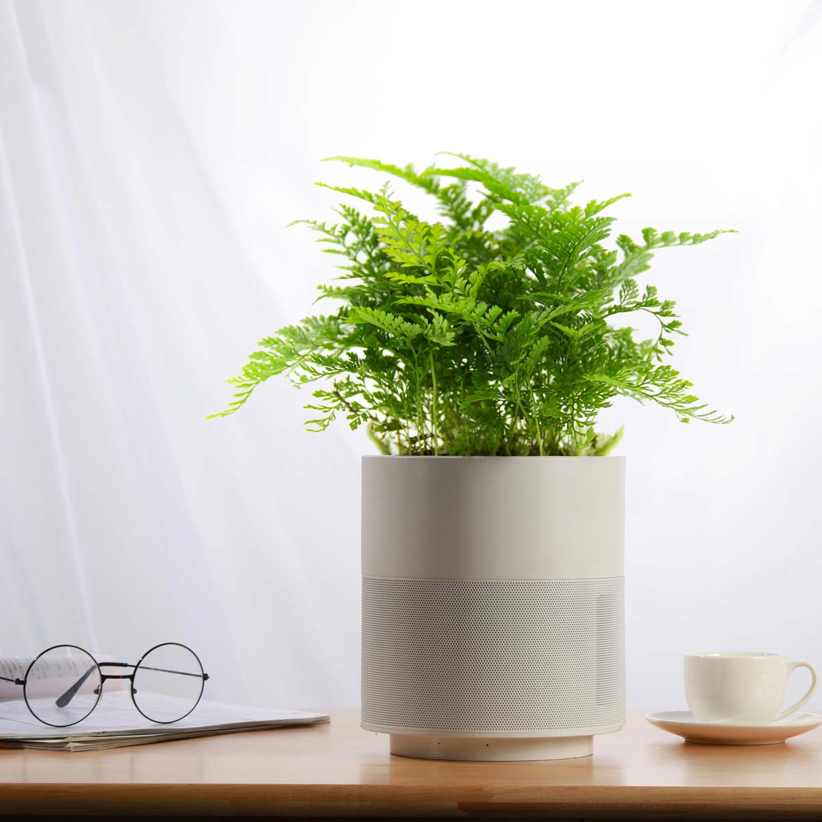 Paproć Parvati Asplenium sadzonka