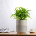 Paproć Parvati Asplenium sadzonka