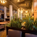 Czy sansewieria superba potrzebuję dużo światła  w restauracji?