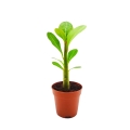 Adenium sadzonka w doniczce cena