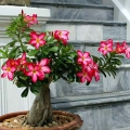 Adenium Obesum roślina na patio