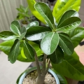 Adenium róża pustyni liście