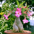 Adenium różowe, mini baobab na tarasie