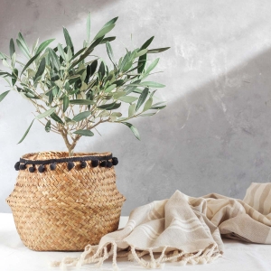 Oliwka Europejska ⌇ Olea Europaea