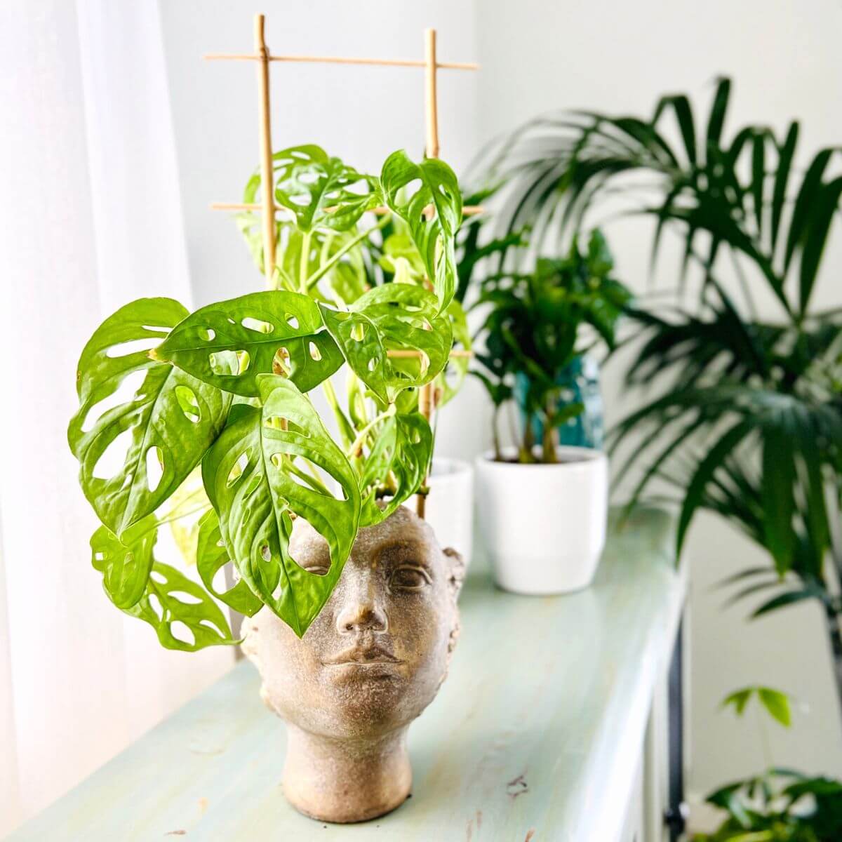 Monstera Monkey Mask (Monstera adansonii) sadzonka