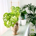 Monstera Monkey Mask (Monstera adansonii) sadzonka