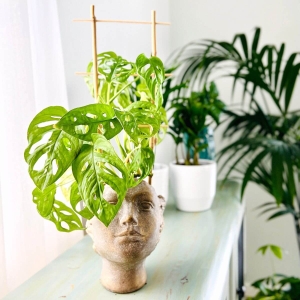 Monstera Monkey Mask ⌇ Monstera adansonii