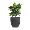 Nowoczesna ceramiczna donica Ecolite - Klasyczna