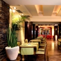 Sansewieria cylindryczna roślina do restauracji