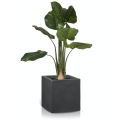 Ceramiczna donica Ecolite Cube do bananowca