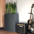 Ecolite Wall donica na sansewierie