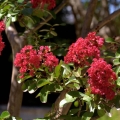 Lagerstroemia Petite Red sadzonka