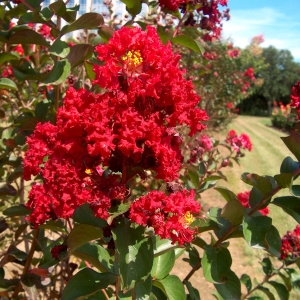 Lagerstroemia Petite Red ⌇ Lagerstroemia indica