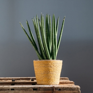 Sansewieria cylindryczna ⌇ Sansevieria cylindrica