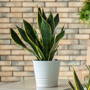 Sansewieria gwinejska Futura Superba ⌇ Sansevieria trifasciata